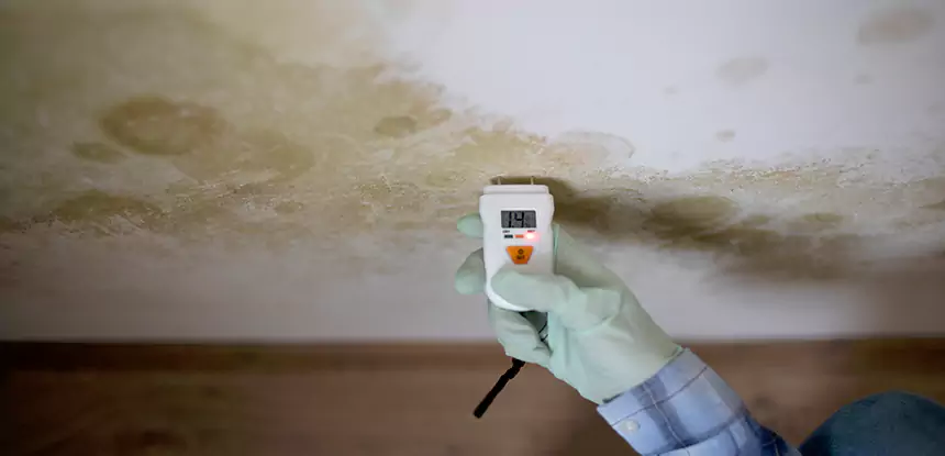 Emergency Mold Remediation in Lenexa