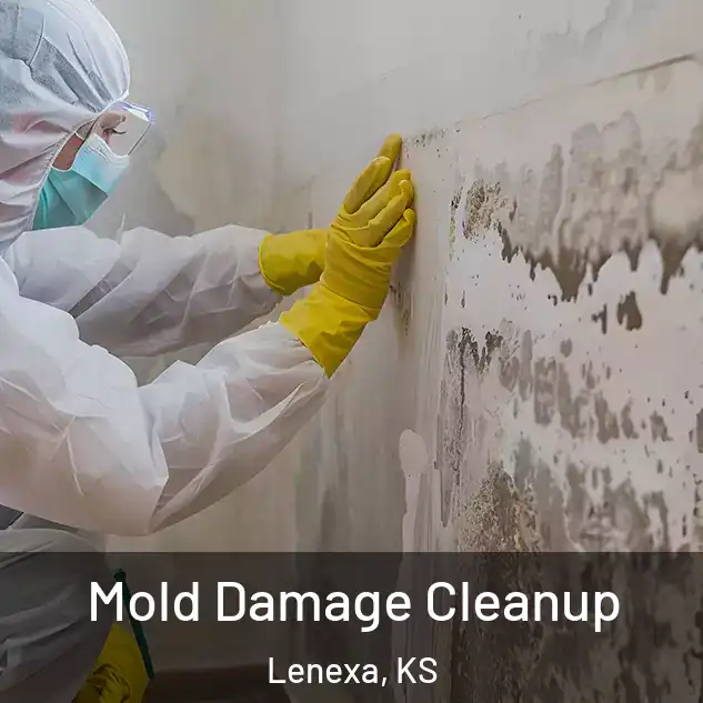  Mold Damage Cleanup Lenexa, KS