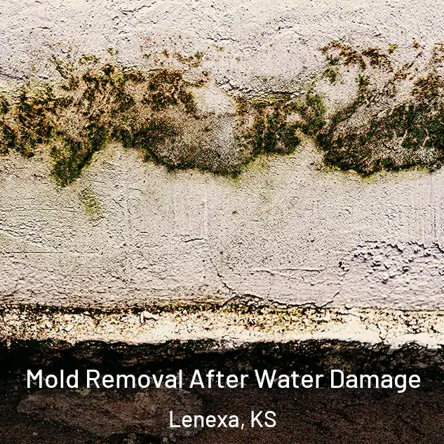  Mold Removal After Water Damage Lenexa, KS